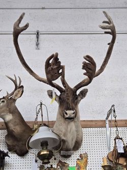 Large VELVET Caribou Taxidermy Mount Cabin Lodge Decor