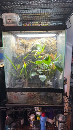 Exo Terra 18x18x24 frog and Co terrarium.