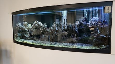 Salt water fish tank