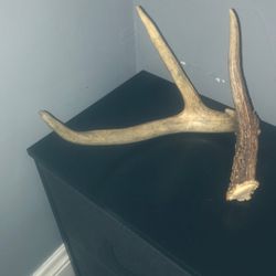 This is a reindeer horn that i Found in 2025 and I want to sell it for 250