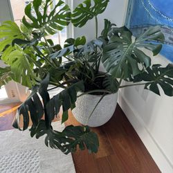 Large Monstera Plant with pot
