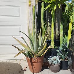 Succulent Plants and trees