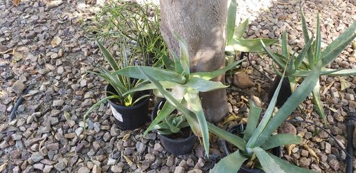 Desert Plants/Succulent/Cactus
