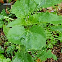 Sunflower Plant