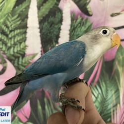 Blue Fischer Lovebirds for sale