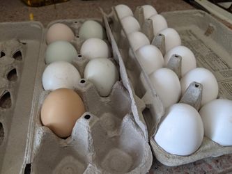 Fresh Eggs