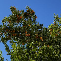 Calamansi $2 Per lb