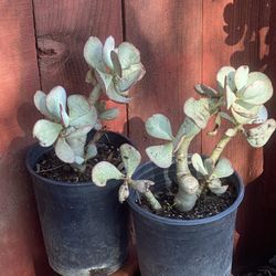 Succulents 