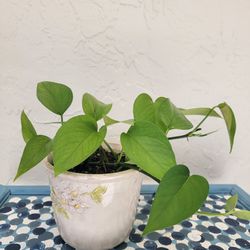 Plant In Ceramic Pot