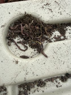 Worms
