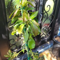 Flowering Dwarf Avocado Tree 🥑