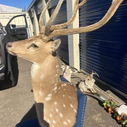 spotted deer Taxidermy