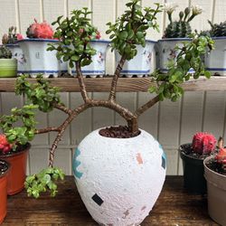 Jade bonsai 