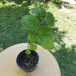 Potted Persimmon Plant
