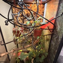 4ft Tall By 2ft Deep Hybrid Glass /mesh Side Panel Chameleon Cage 