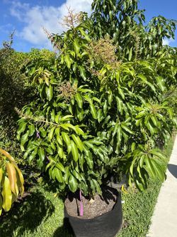 Nam Doc Mai #4 Mango Tree