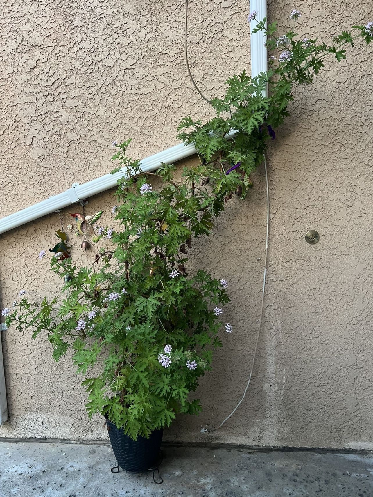 Mosquito Plant