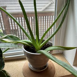Small Aloe Plant In Pot 