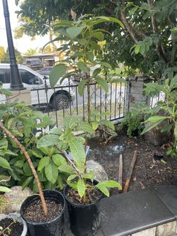 Hass Avocado Tree