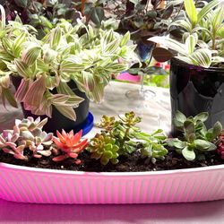 Succulents In 2.5"x14.5"
