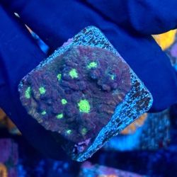 Green Eye Chalice Display Decor