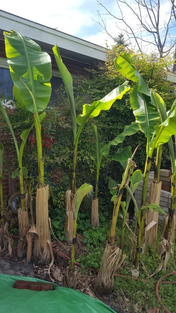 Banana plants for Sale in Virginia Beach, VA OfferUp