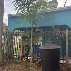 palms3of them20 tall easy to move now