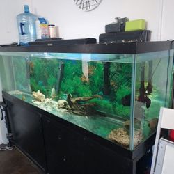 125 Gallon Fish Tank With Everything You Need. 