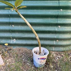 Plumeria Tree