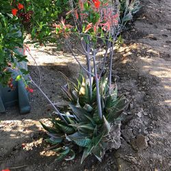 Aloe Plants