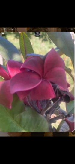 Plumeria HILO RED cuttings. 5 left. Starting at $30