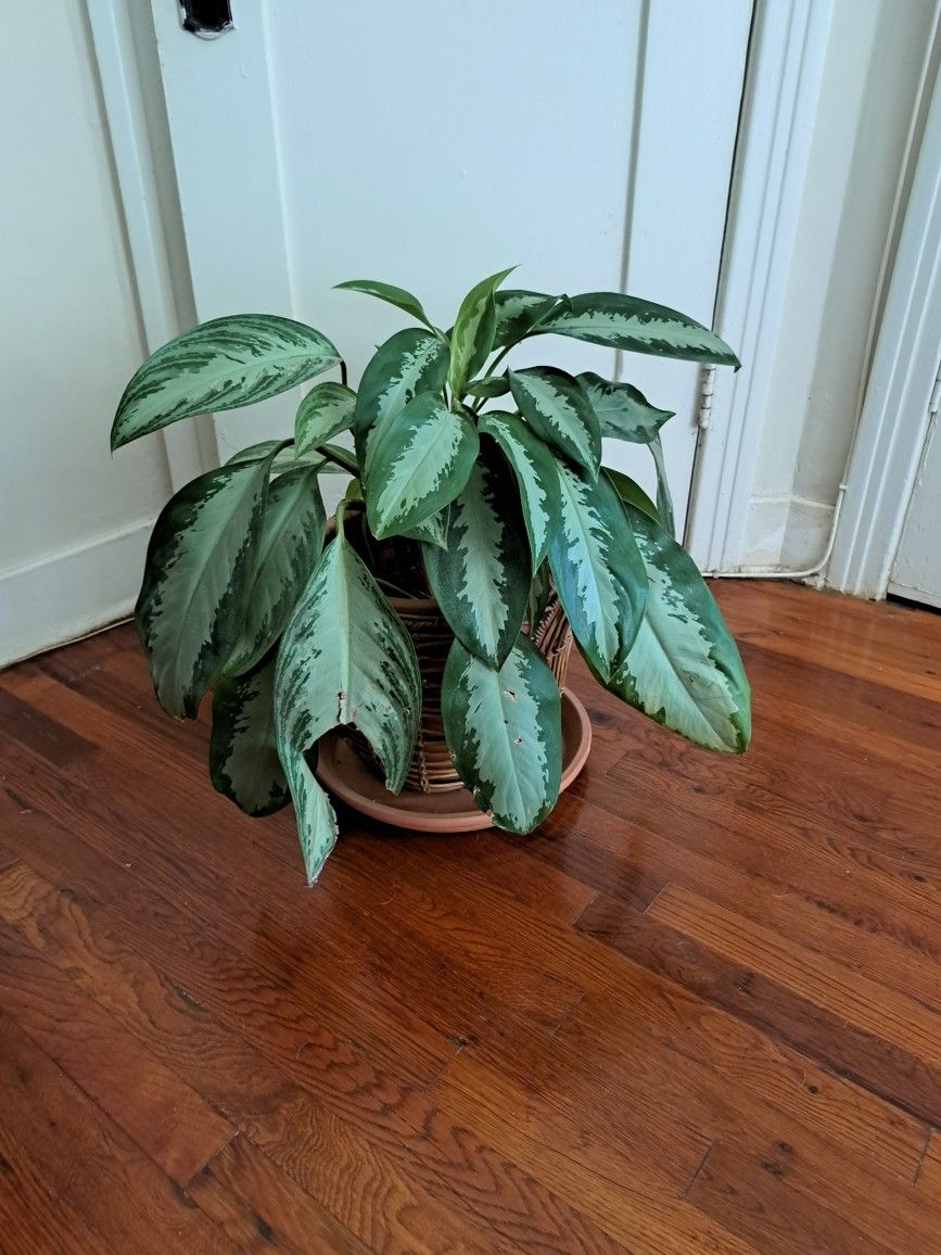 Plant