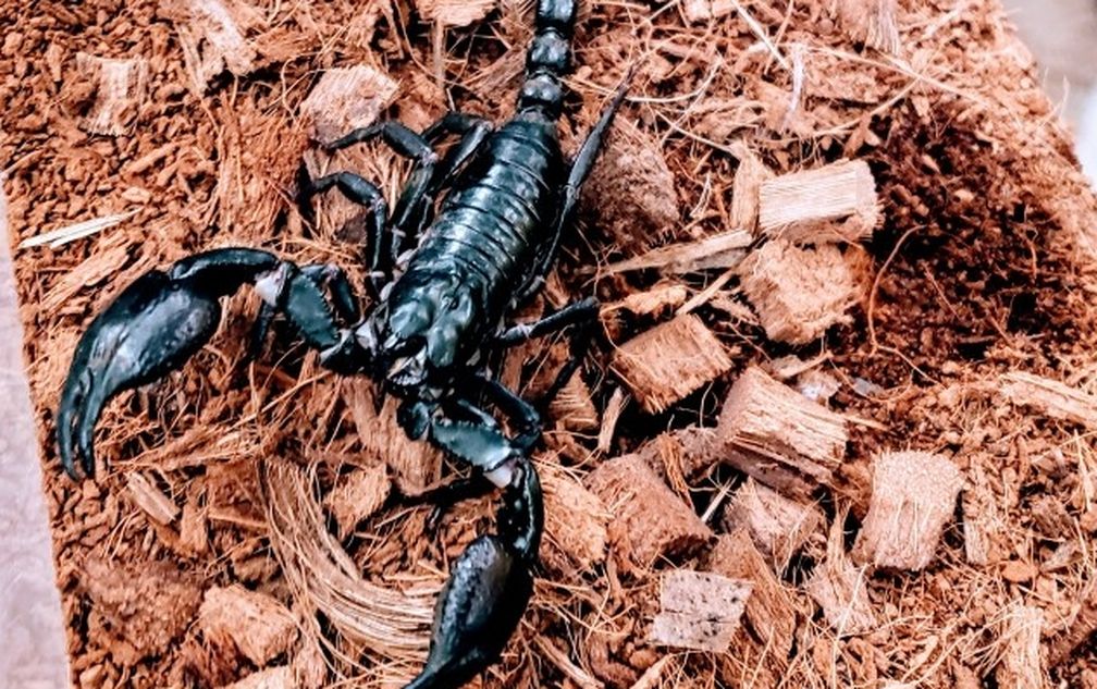 Asian Forest Scorpion Exo Terra Terrarium
