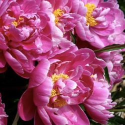 Peony Pink