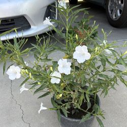 Petunia Arbustiva Blanca 