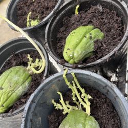 Chayote For Growing