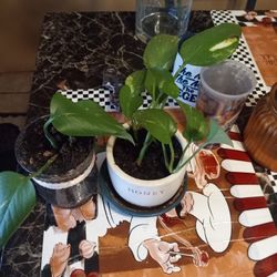 Two Indoor Vine Plants ☘️