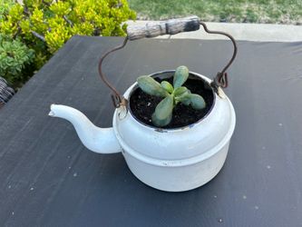 Tea Kettle Pot