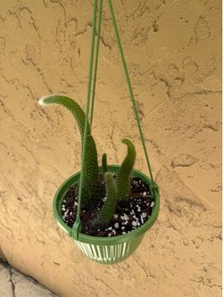 Monkey tail cactus