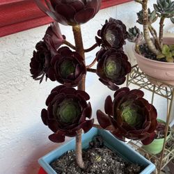 rare Aeonium hybrid Ixtlahuacan tree rose succulent only 1 hurry 