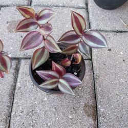 Wandering Jew Potted Plant 