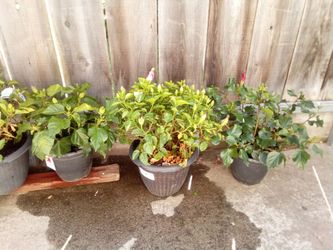 Brand New Plants