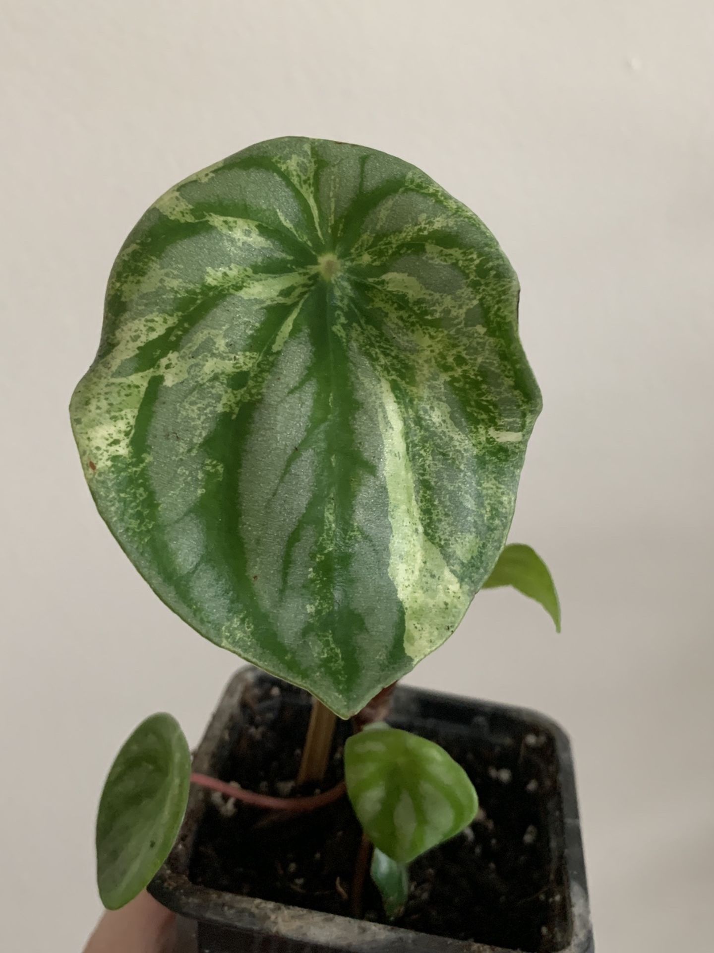 harmony’s gold dust peperomia aka variegated watermelon