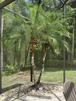 Robellini palm trees
