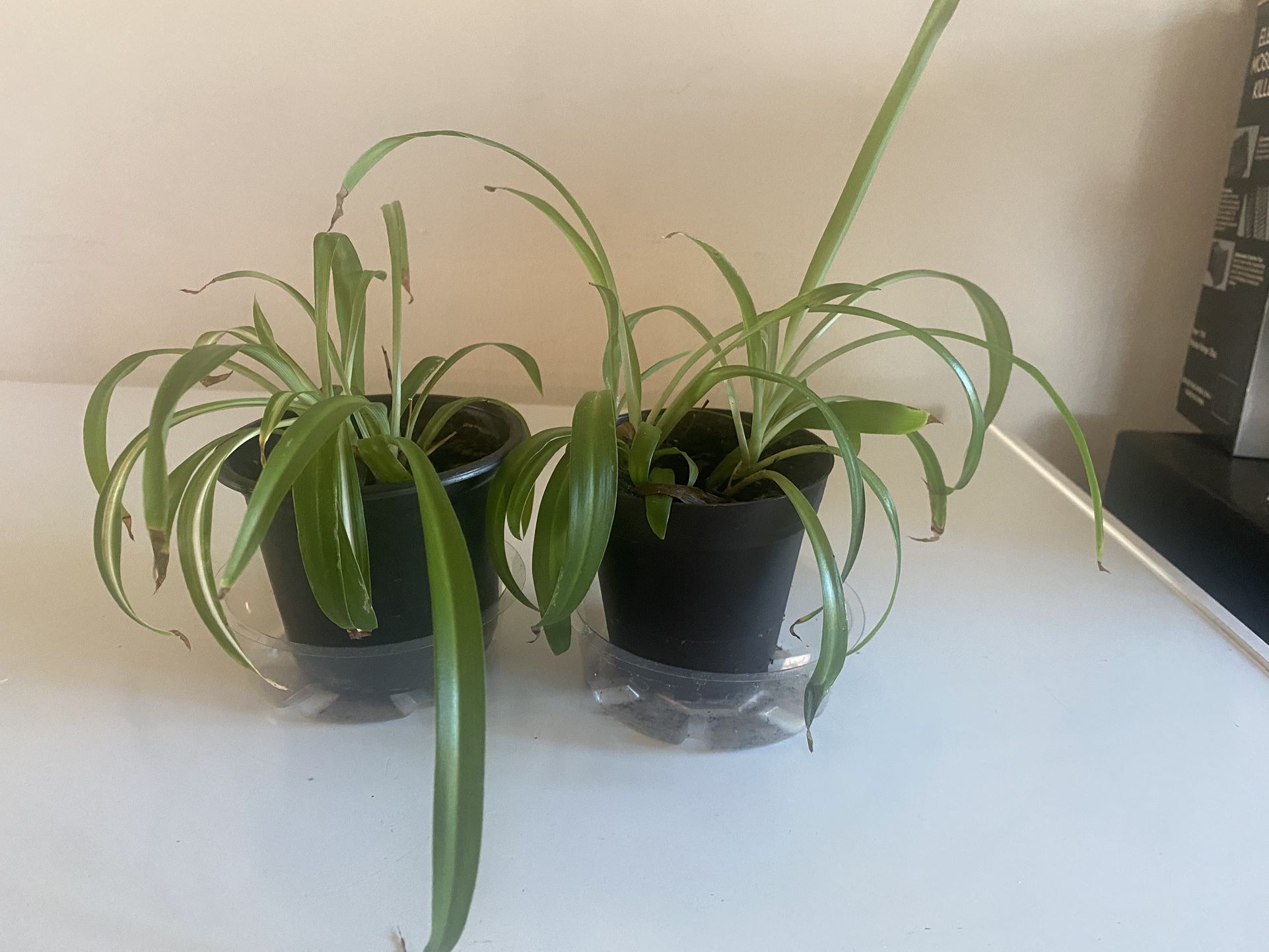 Spider plant bundle (2) in 4 inch pots
