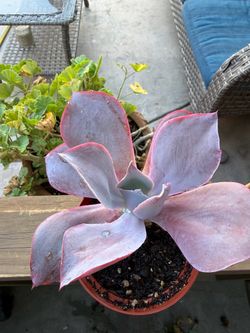 Small afterglow succulent