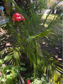 Pigme palms