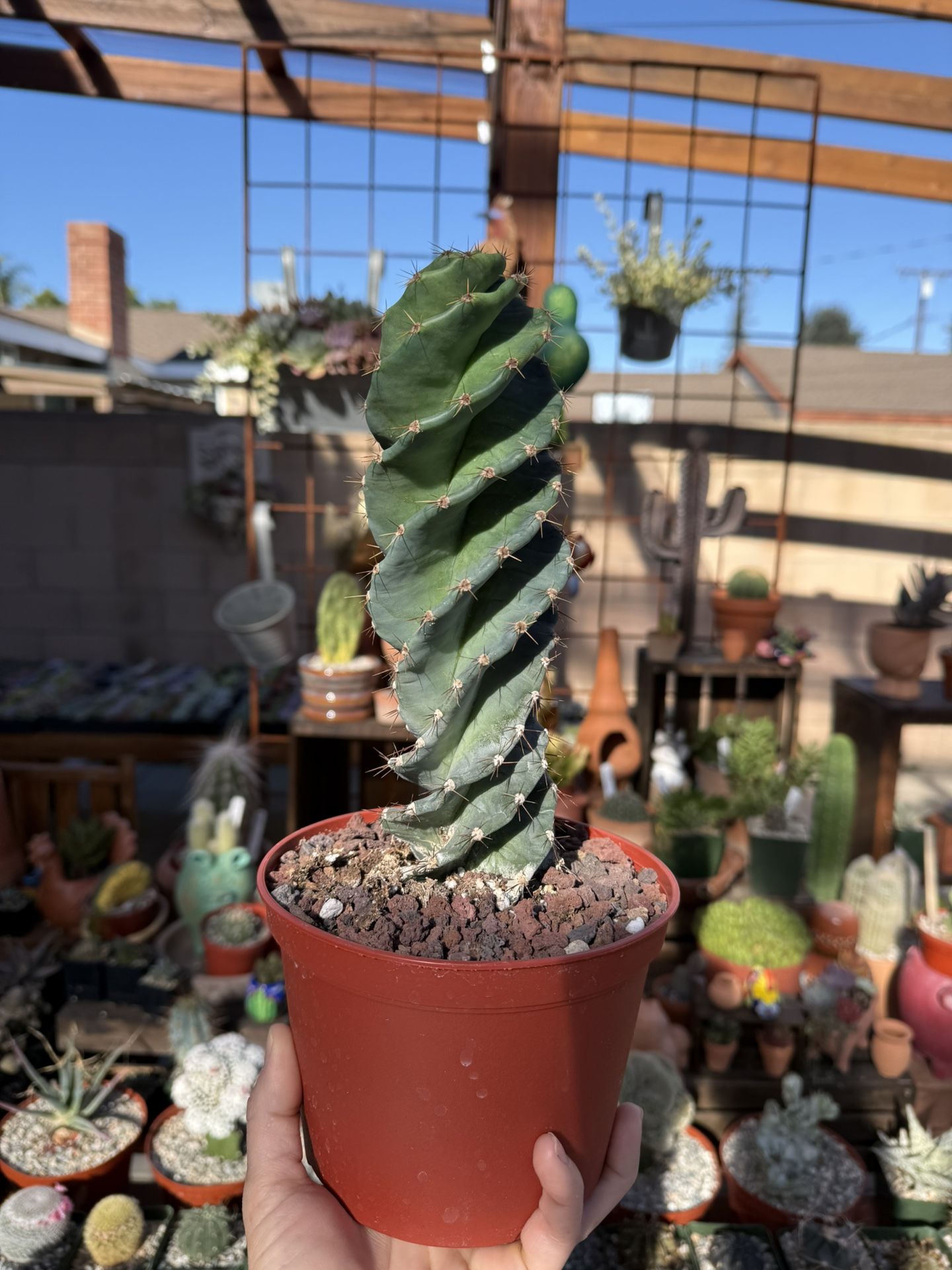 Spiral cactus 6”