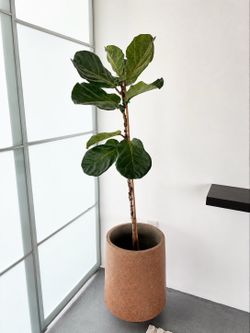 Plants & Planters! (Prices listed in description)