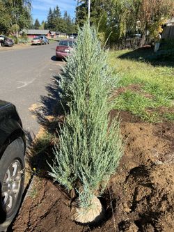 Blue Skyrocket Juniper 3-4 Feet.